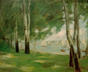 Birken am Wannseeufer nach Osten